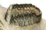 Short-Fork Walliserops Hammi Trilobite - Foum Zguid, Morocco #276169-8